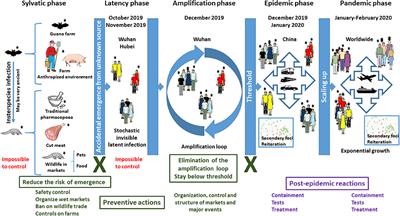 Frontiers COVID 19 The Conjunction Of Events Leading To The